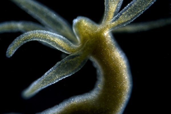 Kraken site