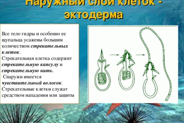 Kraken17 at