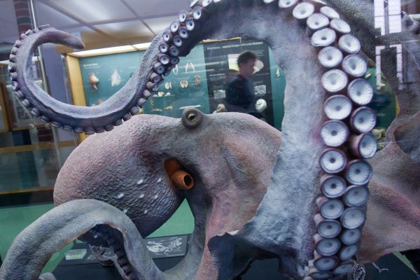 Kraken как найти ссылку