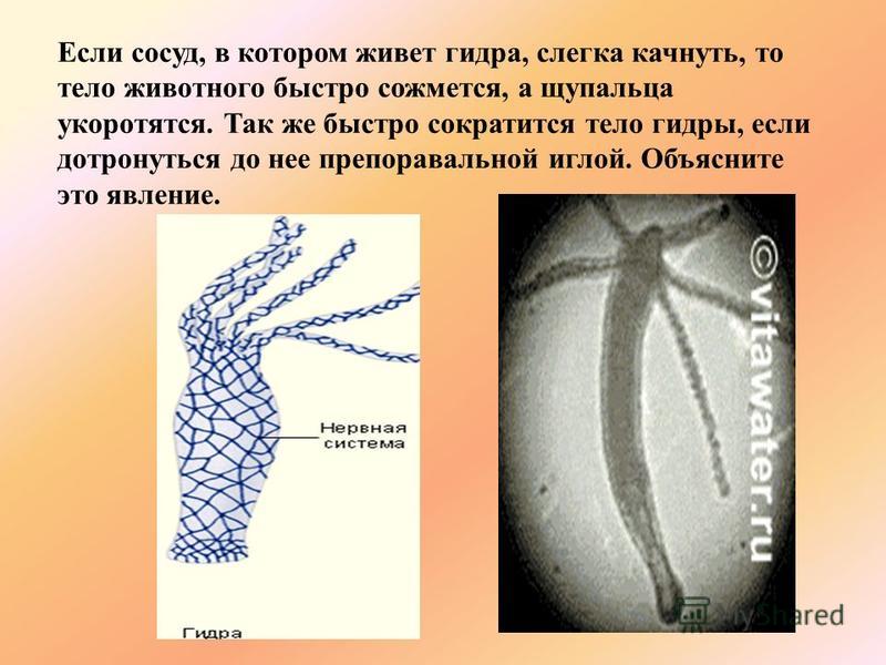 Кракен торговая площадка даркнет
