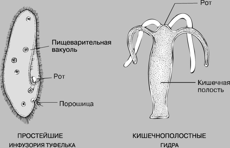 Кракен как зайти через тор браузер